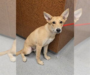 German Shepherd Dog Dogs for adoption in Rancho Cucamonga, CA, USA