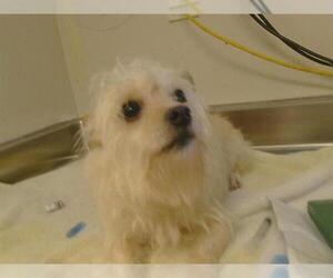 Cairn Terrier Dogs for adoption in Sacramento, CA, USA