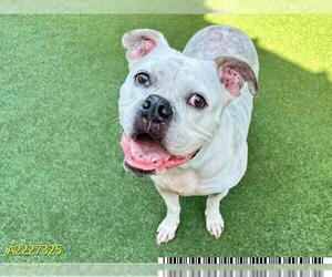 Bulldog-Unknown Mix Dogs for adoption in West Palm Beach, FL, USA