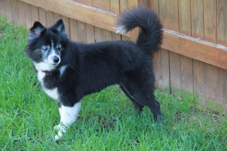 Border Collie Dogs for adoption in Westminster, MD, USA