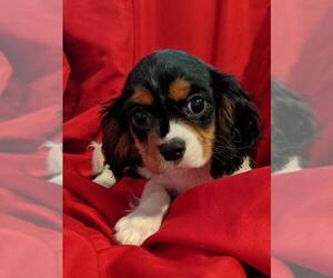 Medium Photo #1 Cavalier King Charles Spaniel Puppy For Sale in Cumming, GA, USA