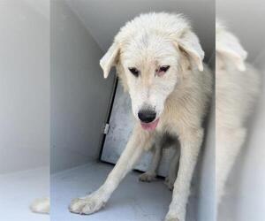 Great Pyrenees Dogs for adoption in Houston, TX, USA