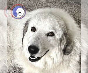 Great Pyrenees Dogs for adoption in Spring, TX, USA