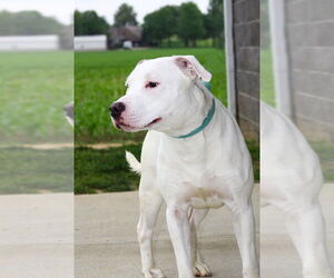American Pit Bull Terrier Dogs for adoption in Evansville, IN, USA
