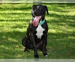 American Pit Bull Terrier-Labrador Retriever Mix Dogs for adoption in West Valley, UT, USA