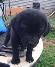 Medium Photo #1 Borador Puppy For Sale in Chantilly, VA, USA