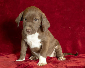 Labmaraner Dogs for adoption in Santa Fe, TX, USA
