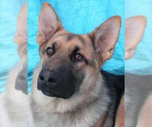 German Shepherd Dog Dogs for adoption in Cuba, NY, USA