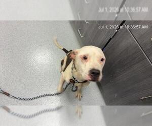 American Pit Bull Terrier Dogs for adoption in Ocala, FL, USA