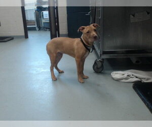 Mutt Dogs for adoption in Fayetteville, NC, USA