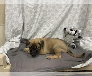 German Shepherd Dog-Unknown Mix Dogs for adoption in Modesto, CA, USA