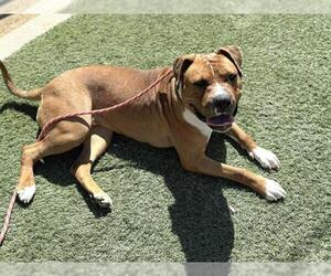 American Pit Bull Terrier-Unknown Mix Dogs for adoption in Las Vegas, NV, USA