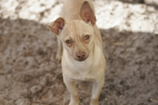 Small Chihuahua Mix