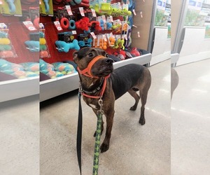 Medium Photo #8 English Bullweiler Puppy For Sale in Oro Medonte, Ontario, Canada
