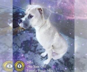 American Pit Bull Terrier-Unknown Mix Dogs for adoption in Nicholasville, KY, USA
