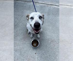 Labrador Retriever Dogs for adoption in Houston, TX, USA