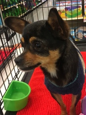 Chihuahua Dogs for adoption in Signal Hill, CA, USA