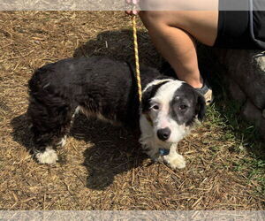 Border Collie-Unknown Mix Dogs for adoption in Martinsburg, WV, USA
