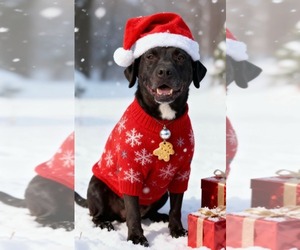 Mutt Dogs for adoption in Westwood, NJ, USA