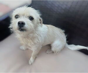 Cairn Terrier Dogs for adoption in Menifee, CA, USA