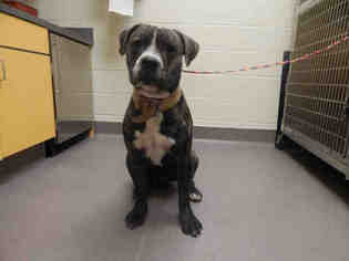 Bullboxer Pit Dogs for adoption in Norman, OK, USA