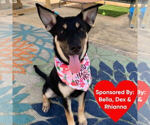 Mutt Dogs for adoption in San Leon, TX, USA