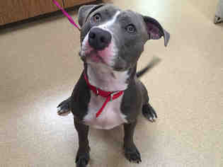 American Staffordshire Terrier Dogs for adoption in San Clemente, CA, USA