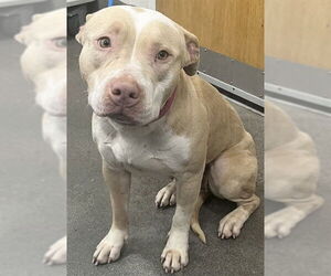 American Bulldog Dogs for adoption in Forestville, MD, USA