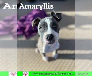 American Pit Bull Terrier-American Staffordshire Terrier Mix Dogs for adoption in Pensacola, FL, USA