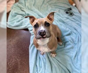 American Pit Bull Terrier Dogs for adoption in Salinas, CA, USA