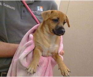 Chihuahua Dogs for adoption in Sacramento, CA, USA