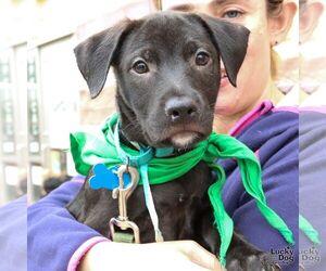 Retriever -Unknown Mix Dogs for adoption in Washington, DC, USA