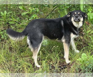 Siberian Husky-Unknown Mix Dogs for adoption in Anchorage, AK, USA