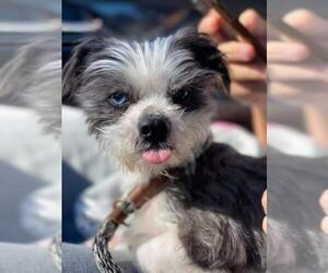 Shih Tzu-Unknown Mix Dogs for adoption in Wylie, TX, USA