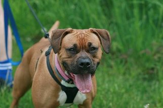 Boxer Dogs for adoption in Batavia, NY, USA