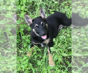 Shollie Dogs for adoption in San Antonio, TX, USA