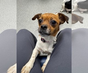 Chug Dogs for adoption in Holly Springs, NC, USA