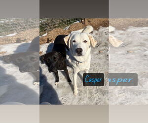 Great Pyrenees-Unknown Mix Dogs for adoption in Croydon, NH, USA