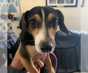 Beagle Dogs for adoption in Riverwoods, IL, USA