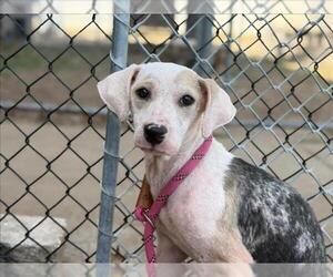 Medium Photo #1 Catahoula Leopard Dog-Unknown Mix Puppy For Sale in Tulsa, OK, USA