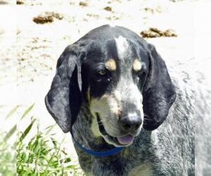 Bluetick Coonhound Dogs for adoption in Cochise, AZ, USA