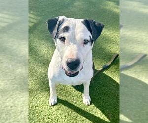 Staffordshire Bull Terrier-Unknown Mix Dogs for adoption in Las Vegas, NV, USA