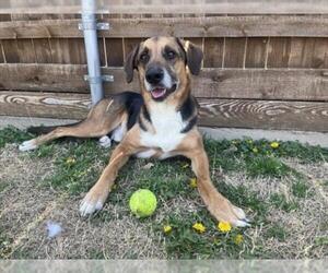 Treeing Walker Coonhound-Unknown Mix Dogs for adoption in Plano, TX, USA
