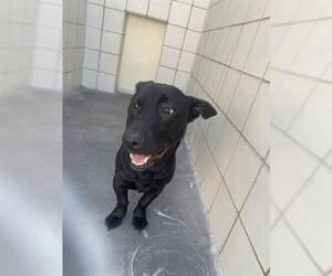 Dachshund Dogs for adoption in Corpus Christi, TX, USA