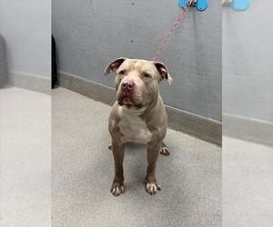 American Pit Bull Terrier-Unknown Mix Dogs for adoption in Las Vegas, NV, USA