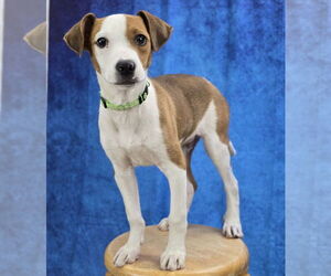 Labbe Dogs for adoption in Lakewood, CO, USA