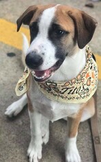 Medium Photo #1 Collie-Unknown Mix Puppy For Sale in Houston, TX, USA