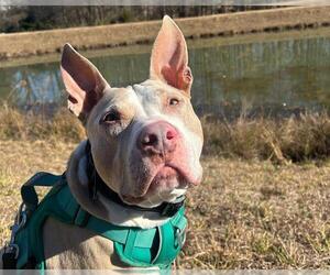 American Staffordshire Terrier-Unknown Mix Dogs for adoption in Raleigh, NC, USA