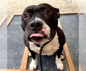 American Pit Bull Terrier-Unknown Mix Dogs for adoption in Palmetto, FL, USA