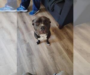 Mutt Dogs for adoption in Long Beach, CA, USA
